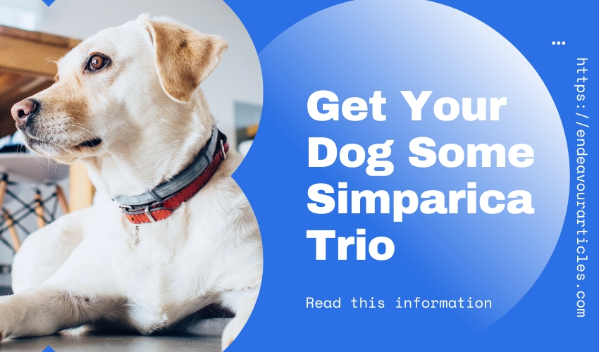 Why Get Your Dog Some Simparica Trio?