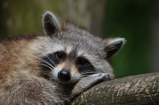 Effective Raccoon Removal Tips for Homeowners