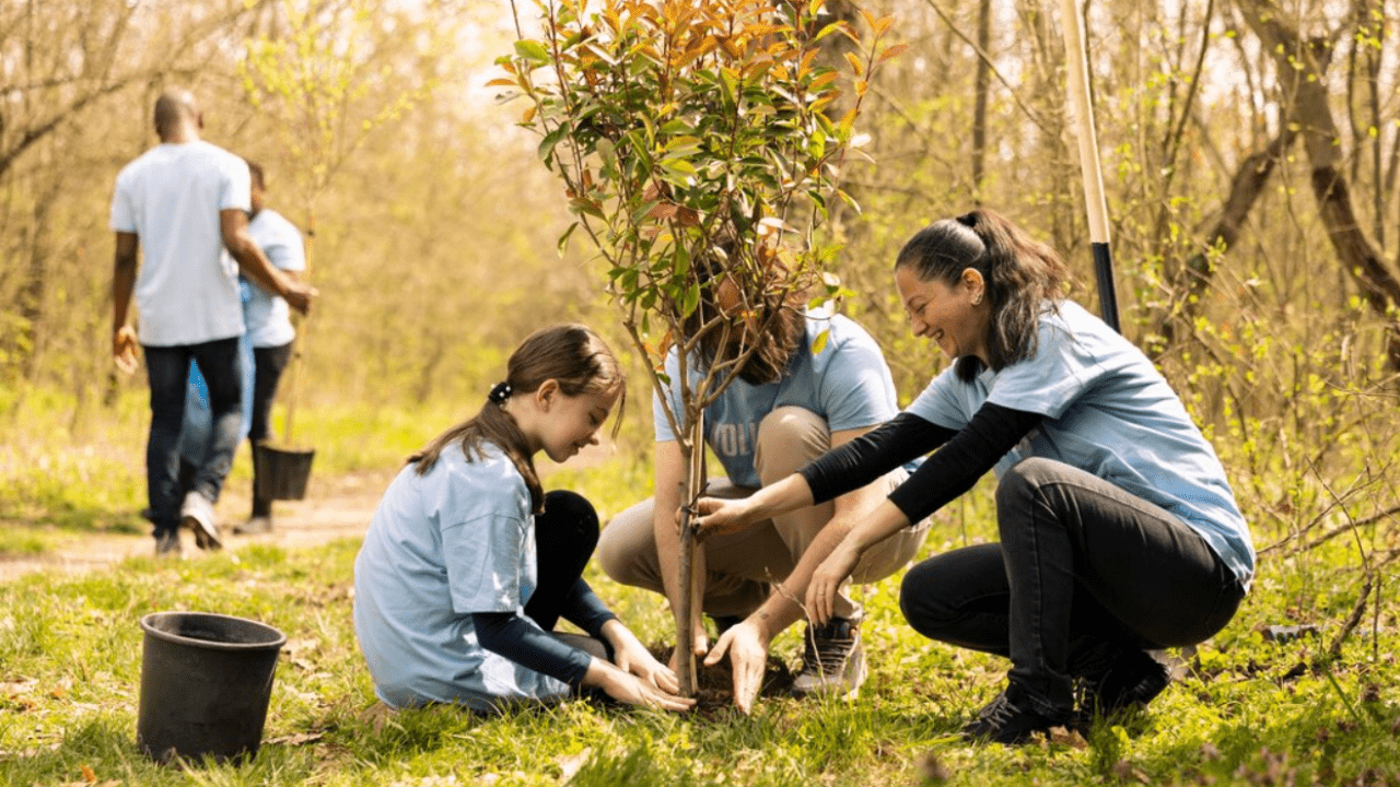 Safe and Smart Tree Care Tips for Every Season