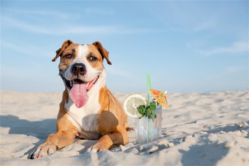 7 Indispensable Tips to Keep Your Pets Safe This Summer