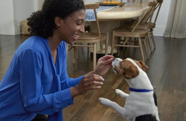 The Role of Nexgard in Protecting Dogs from Fleas & Ticks