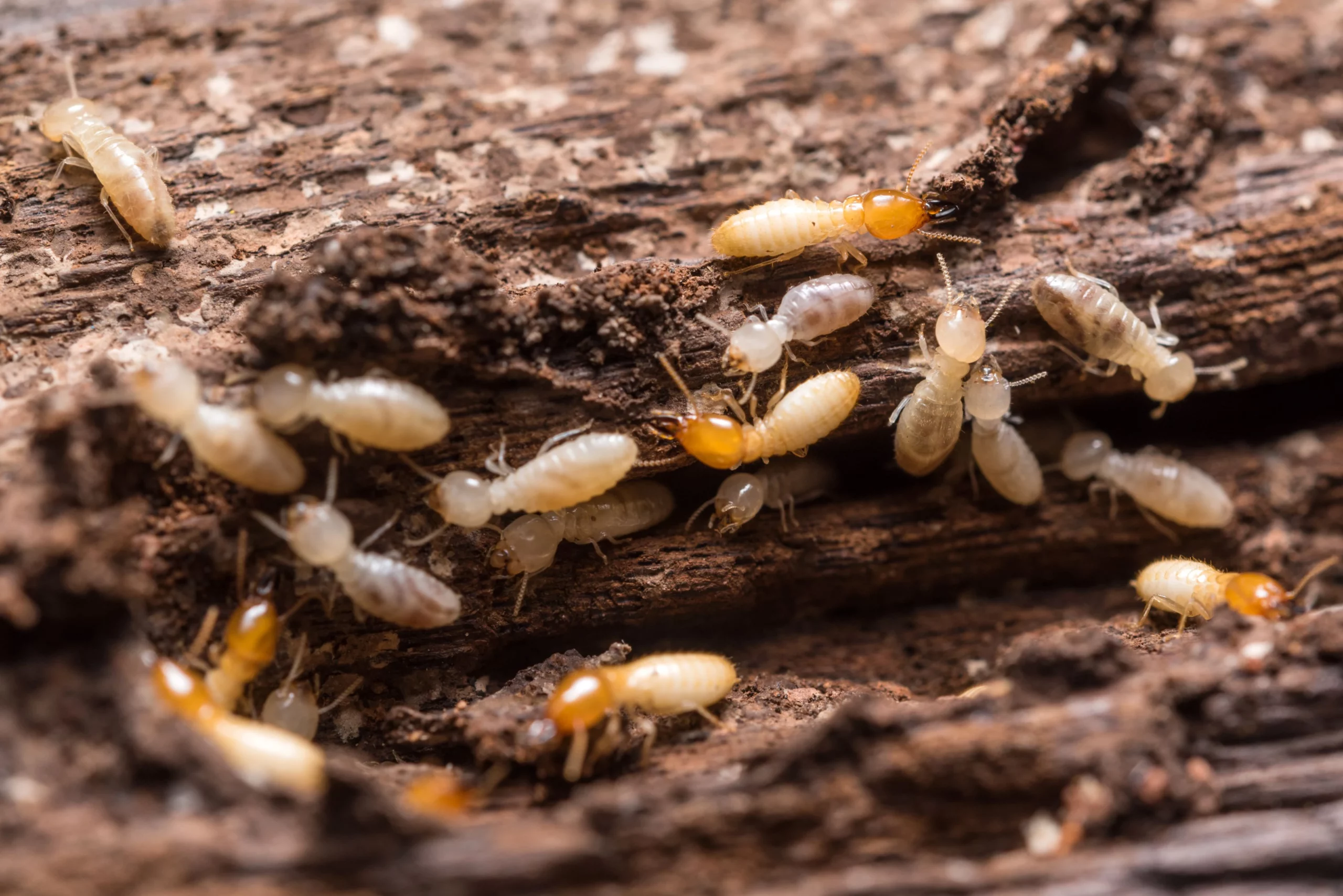 Essential Guide to Termite Inspection in Wollongong