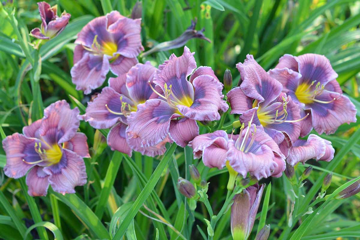 Grower Insight on Daylilies in Cool Lavender and Blue-Toned Shades