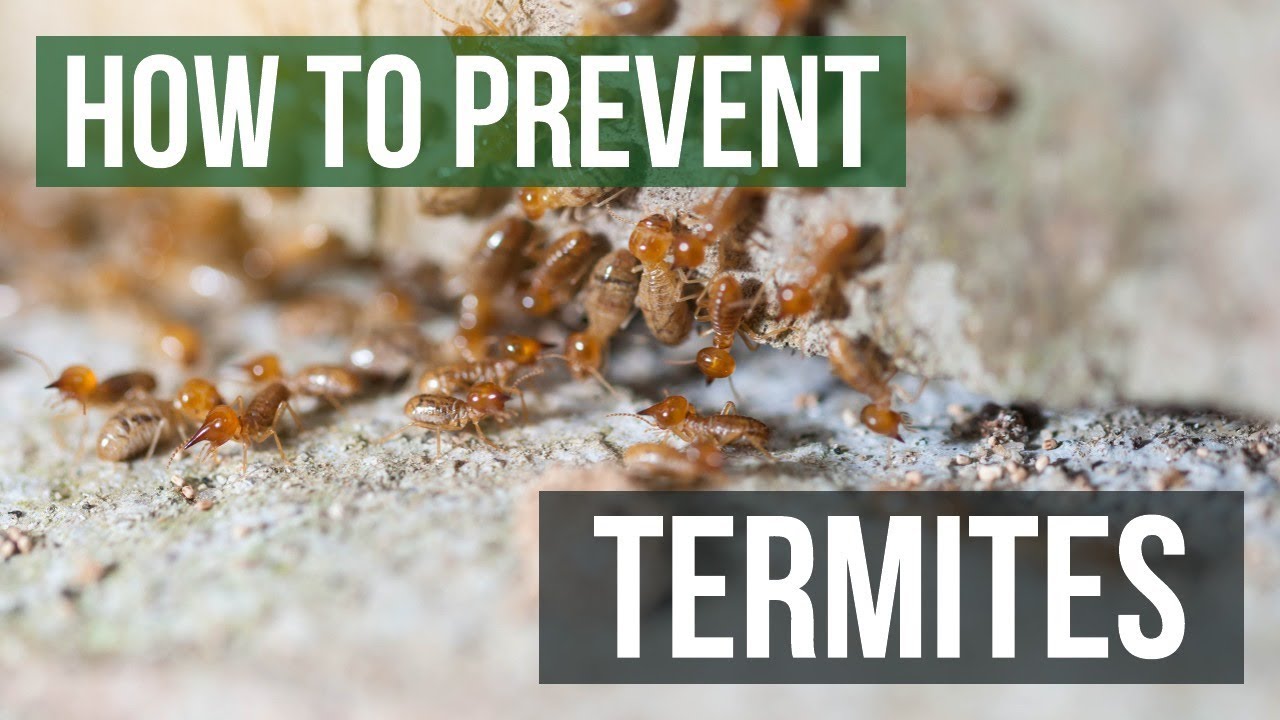 How to Get Rid of Ants, Termites, and Other Crawling Pests