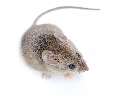 Why Pest Control Should Be a Priority in Your Home